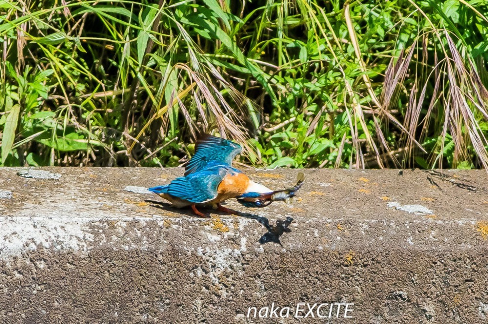 アマサギ再登場　（2021/05/23　晴れ）_f0281533_12441481.jpg