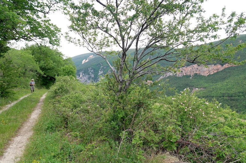 清らかな渓流へ花満ちる山を下って、シビッリーニ山脈 フィアストローネ渓谷_f0234936_18534370.jpg