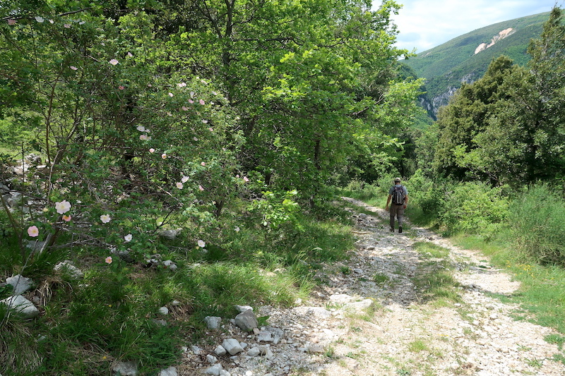 清らかな渓流へ花満ちる山を下って、シビッリーニ山脈 フィアストローネ渓谷_f0234936_18562907.jpg