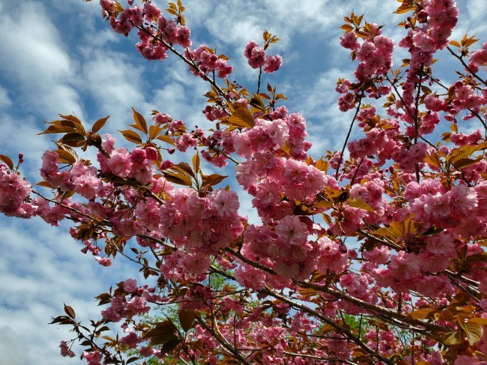 充桜が満開です。_d0164343_14312174.jpg