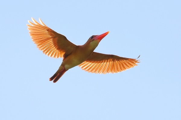 アカショウビン <飛翔> : 野鳥の視線