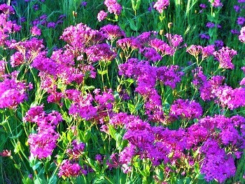 雑草魂の可憐な花、「ムシトリナデシコ」_e0175370_21430581.jpg
