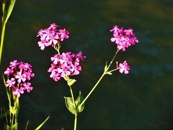 雑草魂の可憐な花、「ムシトリナデシコ」_e0175370_21433084.jpg