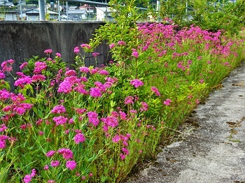 雑草魂の可憐な花、「ムシトリナデシコ」_e0175370_21434378.jpg