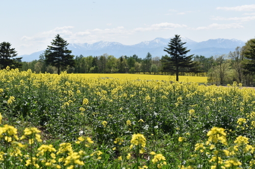 北海道 滝川 5月中旬 菜の花畑 美術と自然と教育と