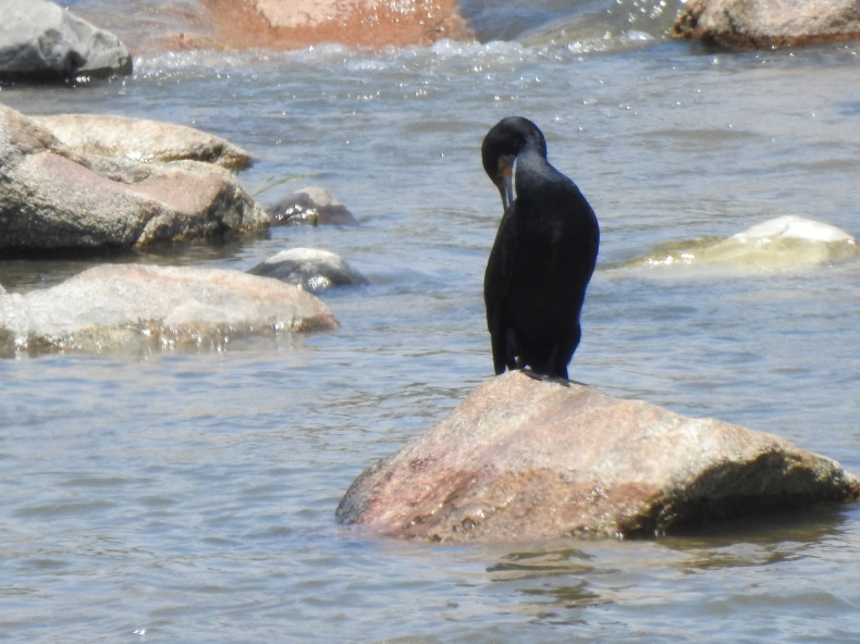 野鳥 大和川 大阪府内 2020年5月24日_e0414072_19073334.jpg