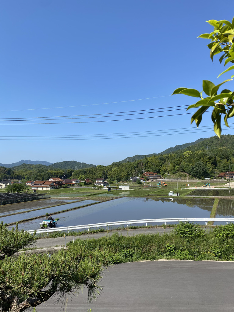 梅雨の晴れ間に　〜田植えの頃〜_c0334574_20083382.jpeg