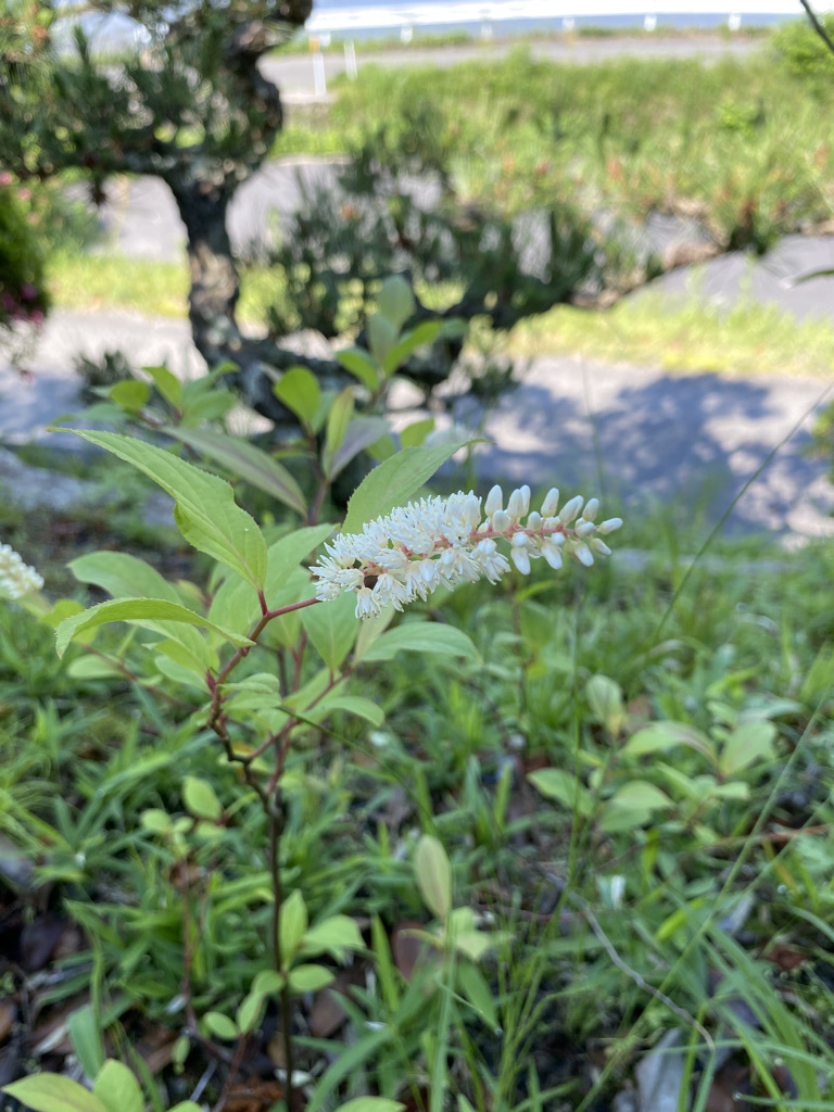 梅雨の晴れ間に　〜田植えの頃〜_c0334574_20101284.jpeg