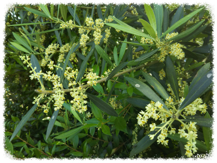オリーブの花 ケ セラ セラ オリーブの花 ケ セラ セラ
