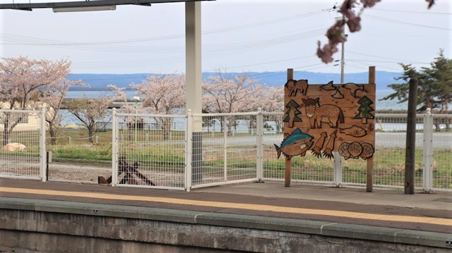 ここは下北半島、春爛漫です。野山には新しい息吹を見ることが出来ます。水芭蕉も群生しています・・・むつグランドホテルにて美人の湯につかる_d0181492_23205867.jpg