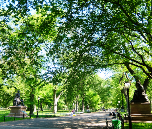 セントラルパーク内最大の並木道、新緑編、バーチャルお散歩動画_b0007805_00552268.jpg