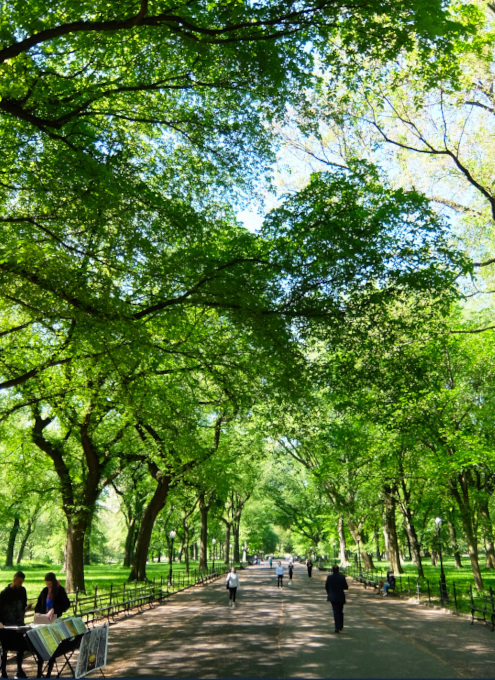 セントラルパーク内最大の並木道、新緑編、バーチャルお散歩動画_b0007805_00555978.jpg