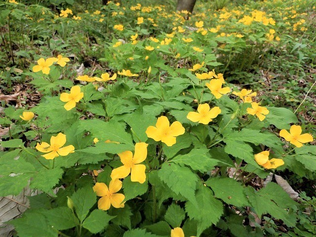 渋川市　春の赤城自然園は百花繚乱の散歩路　　　　　Akagi Nature Park in Shibukawa, Gunma_f0308721_13552710.jpg