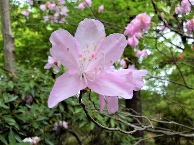 渋川市　春の赤城自然園は百花繚乱の散歩路　　　　　Akagi Nature Park in Shibukawa, Gunma_f0308721_14143894.jpg