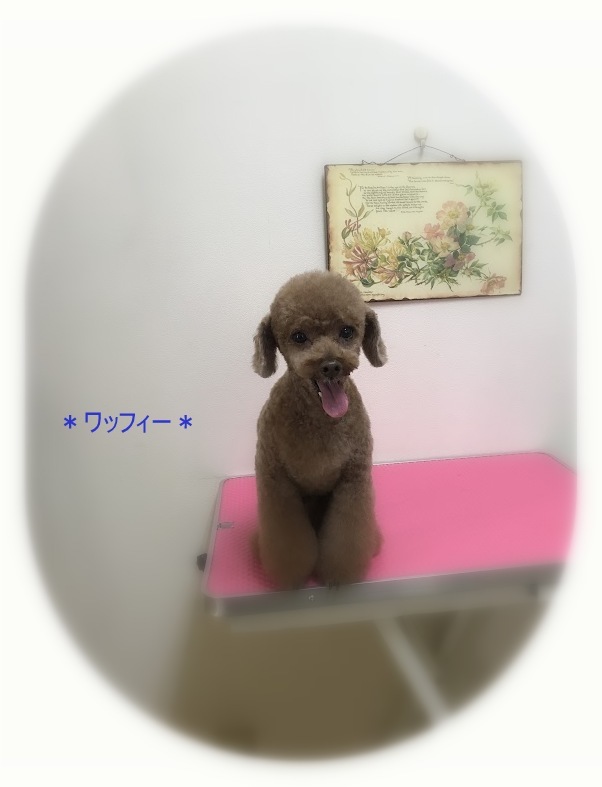 ワッフィー_a0315823_19575330.jpg