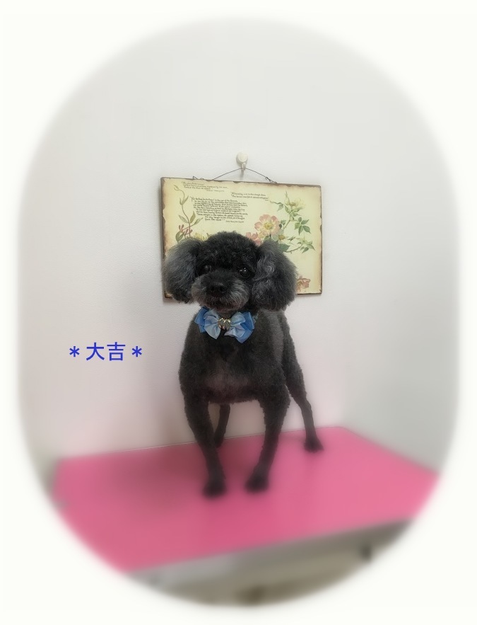 大吉くん 犬のしっぽ Gallery