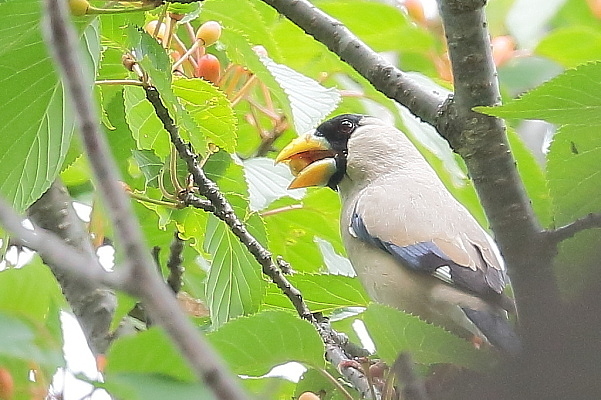 桜の実を食べに来たイカル_e0413627_16434790.jpg