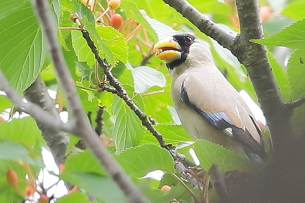 桜の実を食べに来たイカル_e0413627_16440058.jpg