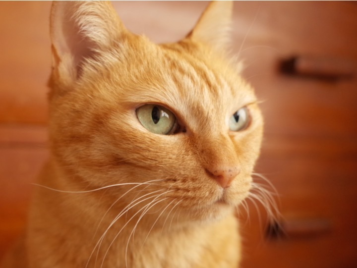 猫が障子を破るブームが去ったのか もるとゆらじお