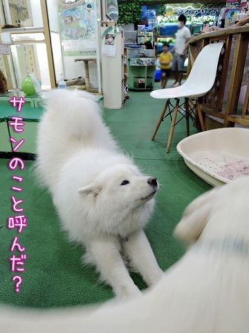 犬部 の犬 サモエド クローカのお気楽日記 犬部 の犬 サモエド クローカのお気楽日記