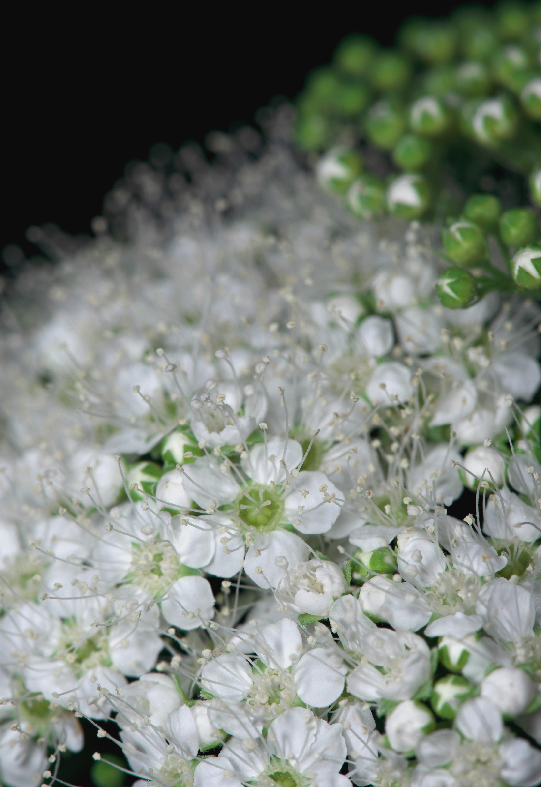 天体望遠鏡でお庭の花を撮る遊び_f0346040_21144166.jpg