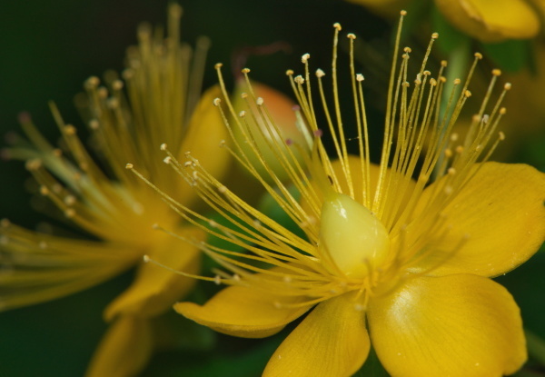 天体望遠鏡でお庭の花を撮る遊び_f0346040_21213126.jpg