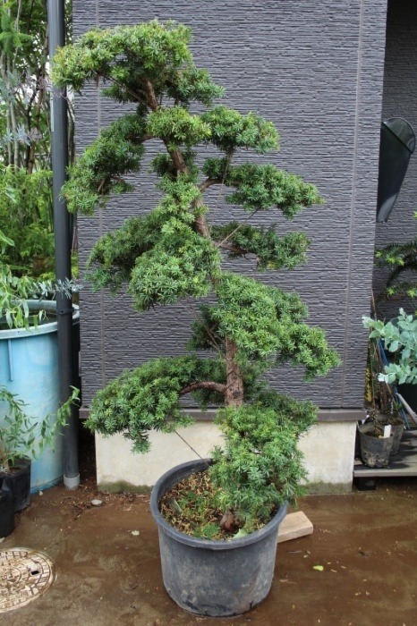 伽羅木(キャラボク)盆栽 CS201 キャラボク｜石木花｜SEKIBOKKA 伽羅木