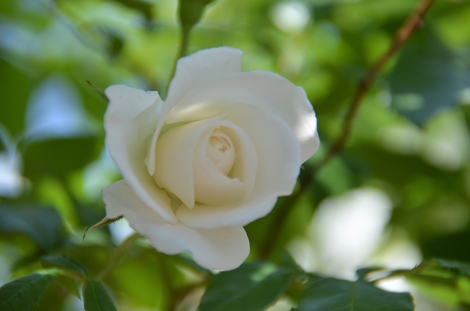 花言葉は一目惚れ 柳都日記