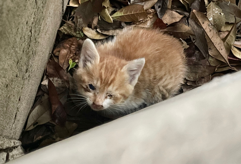 【目が開かない子猫を保護】自分たちは果たして正しかったのだろうか・・_b0008655_04311001.jpg