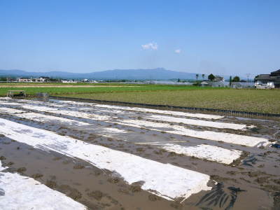 無農薬栽培にこだわる「健康農園」さんの令和3年の米作りスタート！まずは苗床を現地取材！ _a0254656_14463863.jpg