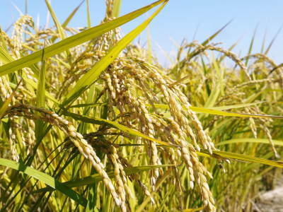無農薬栽培にこだわる「健康農園」さんの令和3年の米作りスタート！まずは苗床を現地取材！ _a0254656_16274306.jpg