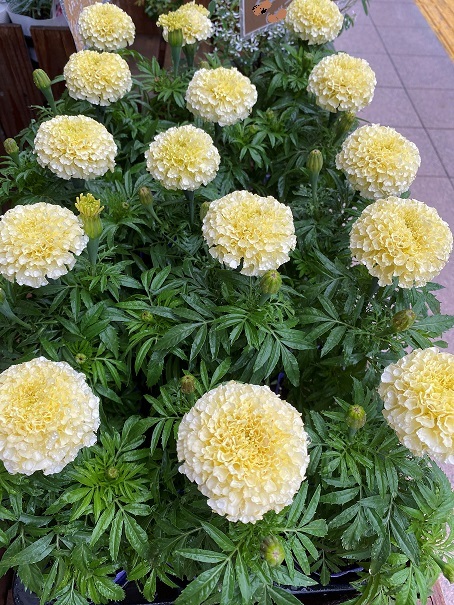 花苗入荷情報【’210524】_a0201358_17445061.jpg