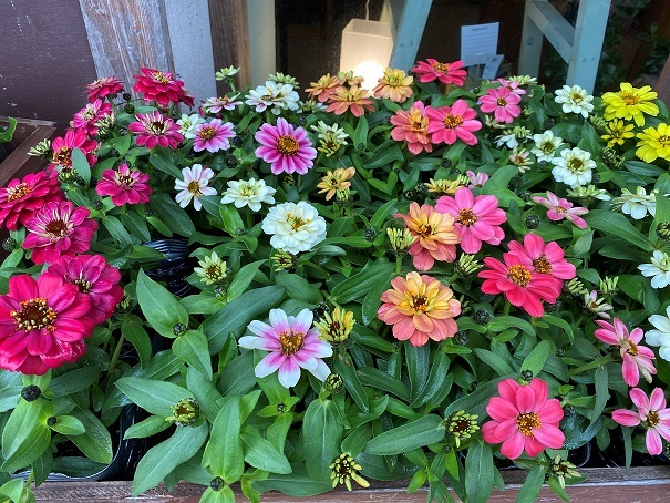 花苗入荷情報【’210524】_a0201358_17453757.jpg
