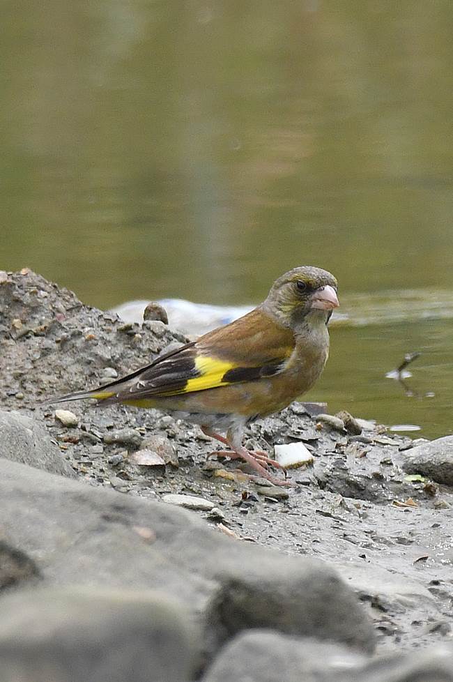 カワラヒワ・・水飲み_e0402766_07215457.jpg