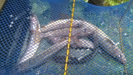 久々に天気の良い一日でした 桧原湖 森と川の声 もうひとつの故郷 森川荘