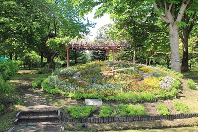 弘前城植物園のハンカチツリー_2021.05.24撮影_d0131668_11375172.jpg