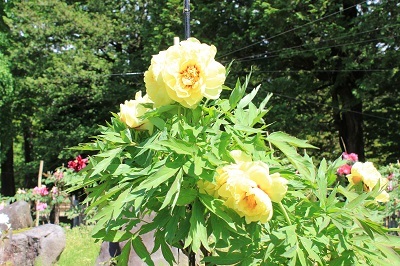 弘前城植物園のハンカチツリー_2021.05.24撮影_d0131668_11382818.jpg