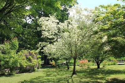 弘前城植物園のハンカチツリー_2021.05.24撮影_d0131668_11394721.jpg
