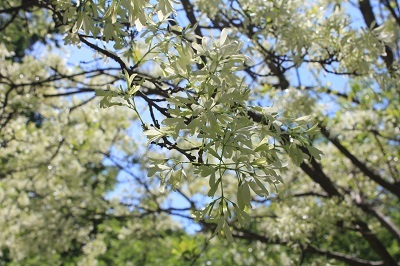 弘前城植物園のハンカチツリー_2021.05.24撮影_d0131668_11413121.jpg