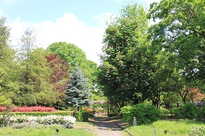 弘前城植物園のハンカチツリー_2021.05.24撮影_d0131668_11431183.jpg