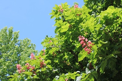 弘前城植物園のハンカチツリー_2021.05.24撮影_d0131668_11434442.jpg