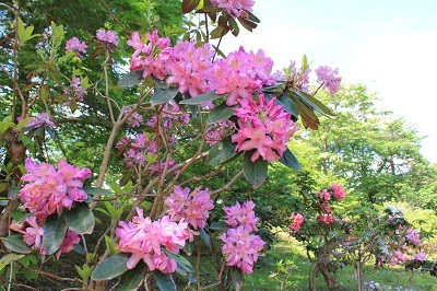 弘前城植物園のハンカチツリー_2021.05.24撮影_d0131668_11462259.jpg