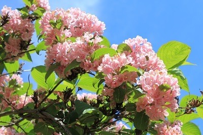 弘前城植物園のハンカチツリー_2021.05.24撮影_d0131668_11464645.jpg