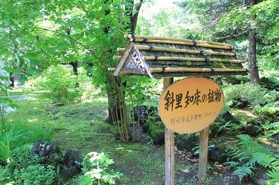 弘前城植物園のハンカチツリー_2021.05.24撮影_d0131668_11472718.jpg