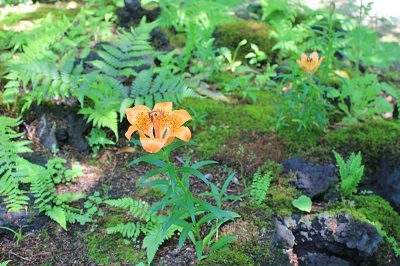 弘前城植物園のハンカチツリー_2021.05.24撮影_d0131668_11480992.jpg