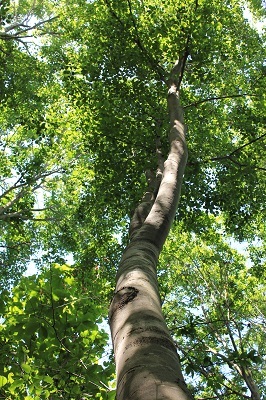 弘前城植物園のハンカチツリー_2021.05.24撮影_d0131668_11514120.jpg