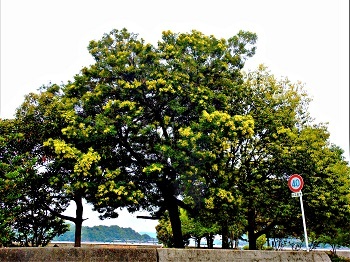 アカシアの花_e0175370_09523314.jpg