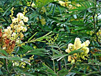 アカシアの花_e0175370_09524569.jpg