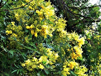 アカシアの花_e0175370_09530211.jpg