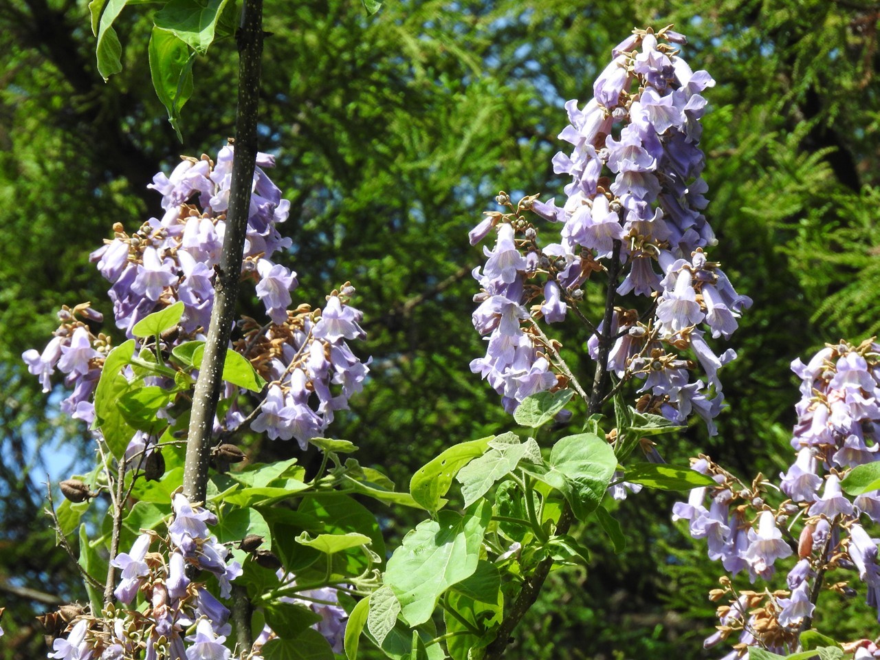 達目洞 だちぼくぼら の桐 キリ や二人静 フタリシズカ 等 自然風の自然風だより
